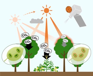 気象衛星ひまわりで30分ごとに光合成活動を可視化～ 植物の“昼寝”を宇宙から監視できる時代へ ～