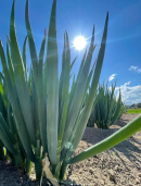 澄んだ空気と広大なネギ畑 澄んだ空気と広大なネギ畑