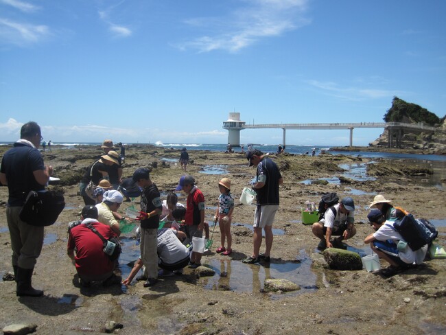 親子で海の自然を体験！ 「勝浦の海を楽しく学ぼう 磯あそび」開催