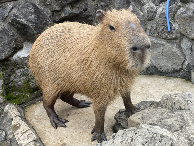 5園国コラボ対決！伊豆VS長崎VS埼玉VS那須VS石川『第10回カピバラのスイカ早食い競争』開催