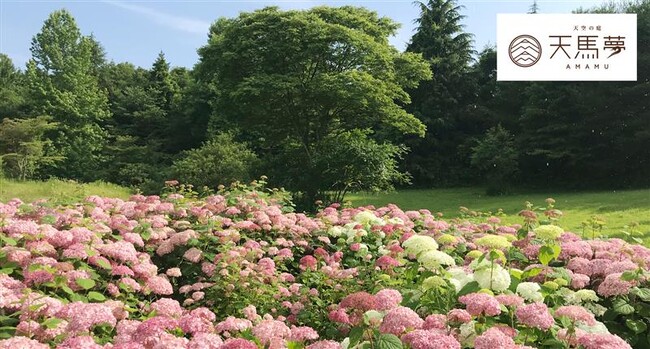 LAVAが運営するウェルネスリゾート「天空の庭 天馬夢」で約3,600株の紫陽花が見頃に！7/14-15の2日間限定 『紫陽花広場』の一般公開を初開催