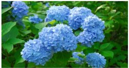 六甲高山植物園 鮮やかな六甲ブルー牧野富太郎が命名したヒメアジサイが見頃