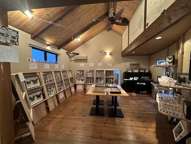 7月26日・27日 紀美野町の蝶研究家が県内最大規模の「蝶」の個展を開催　和歌山の自然の豊かさと 大人も夢を諦めないことの大切さを伝えたい