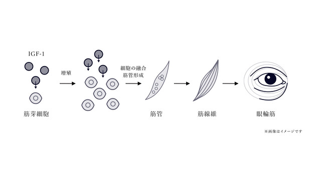 発酵エイジングケア*¹ブランド「FAS」を展開するシロク、「日本抗加齢医学会総会」にて研究成果を発表