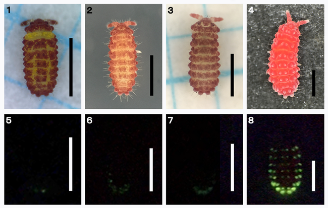 【多摩六都科学館】世界初！新種の発光トビムシを発見
