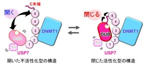【横浜市立大学】活性化するUSP7の構造変化をクライオEMで捉える