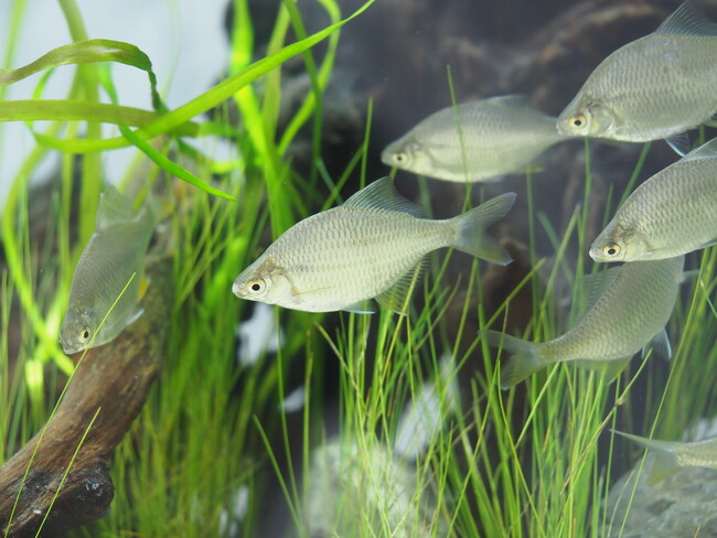 国の天然記念物「イタセンパラ」の生息域外保全にジェックス株式会社が選ばれました！