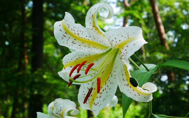 里山の宝石「ヤマユリ」咲き始めました（国営武蔵丘陵森林公園）
