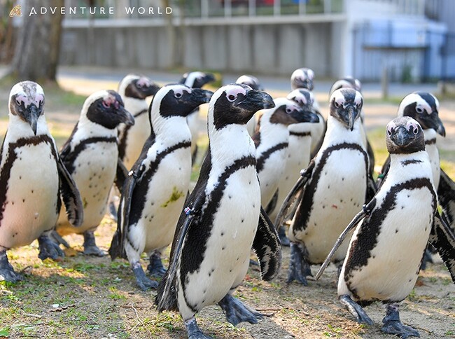 「第７５回 社会を明るくする運動」～犯罪や非行を防止し、立ち直りを支える地域のチカラ～和歌山県推進委員会の広報活動にペンギンたちと協力！
