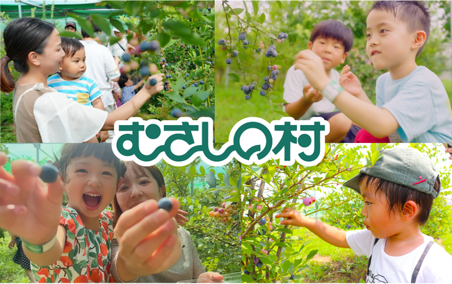 【遊園地むさしの村】遊園地でブルーベリー狩りを楽しもう！「ブルーベリー狩り」7月12日から開催！(埼玉県加須市)