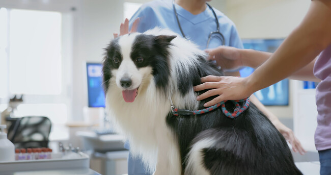 ペテモ動物病院むさし村山　7月19日、グランドオープン