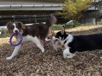 子犬期に特化した“性格づくり”のトレーニング「問題行動の改善の前にできること」新サービス開始