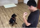 トレーニングをしている子犬