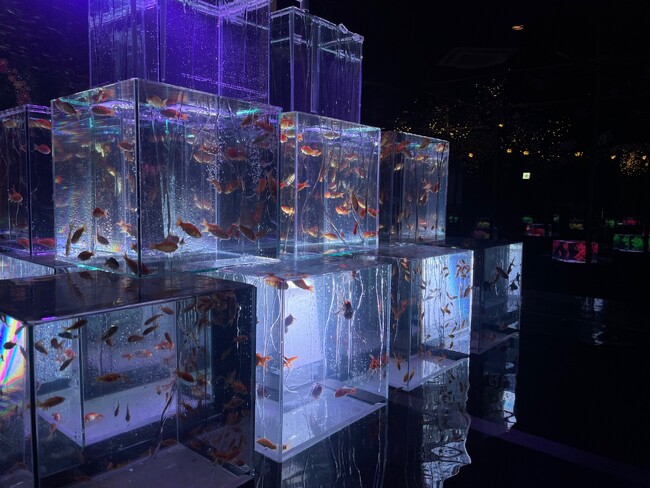 【南知多ビーチランド】優雅な金魚が織りなす「和」の水中世界！特別展『「金魚」～2025夏～』開催！2025年7月5日（土）～8月31日（日）＜愛知＞