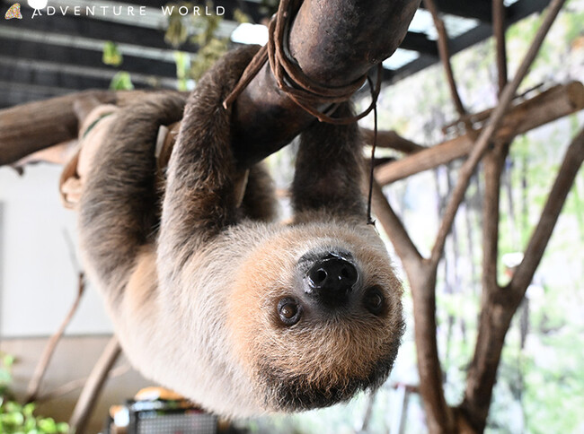 人工保育のフタユビナマケモノのこどもが仲間のもとへ ハロールームへ引っ越しし、大人への第一歩を踏み出します