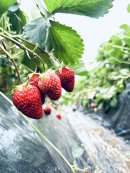 完熟いちご 紅ほっぺ