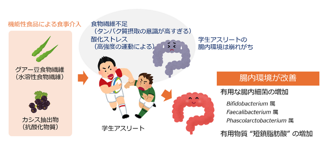 【摂南大学】学生アスリートの腸内環境が機能性食品で改善