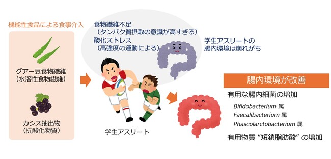 森下仁丹・摂南大学・京都府立医科大学・太陽化学株式会社　学生アスリートの腸内環境が機能性食品で改善