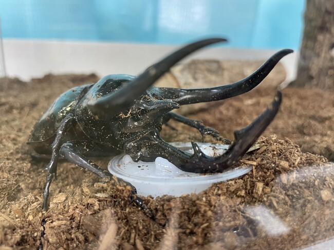 【南知多ビーチランド】涼しい室内でふれあい体験ができるＺＯＯっともパークに「カブトムシ・クワガタムシ」が登場！2025年7月5日（土）～8月31日（日）＜愛知＞