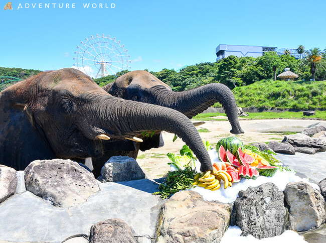 暑さを吹き飛ばすCOOLなご褒美！「大暑の日」アフリカゾウにひんやり巨大かき氷をプレゼント