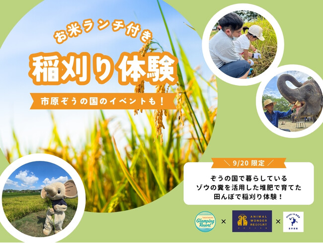 ぞうさんの堆肥で育てたお米の稲刈り体験！開催決定！市原ぞうの国 × 星野農園 × 高滝湖グランピングリゾート
