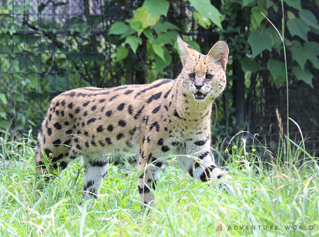 動物たちのいのちを未来へ　繁殖を進めるため、多摩動物公園との間でサーバルの移動を行います