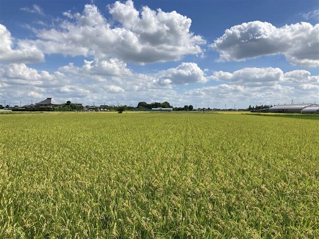 BASF、NEWGREEN、ヤマタネの3社、脱炭素・低環境負荷米の生産・流通と付加価値の創出に向け、戦略的提携の協議を開始