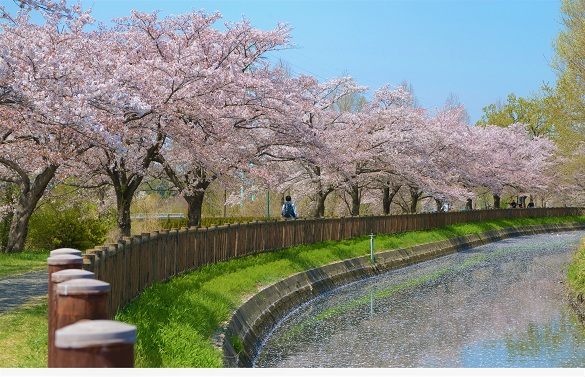 散策できる日本一長い桜回廊を未来につなぐためのクラウドファンディングを実施しています