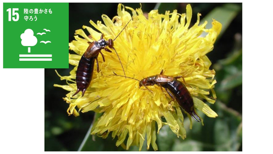 ハサミムシにだって“好み”がある!