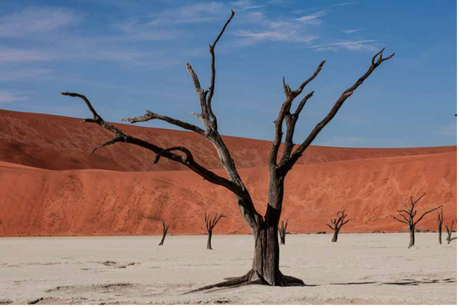 メシカがメゾン 20周年を祝したハイジュエリーコレクション「TERRES D’INSTINCT（本能の大地）」を発表