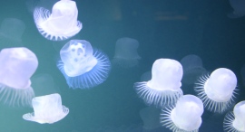 癒しの人工クラゲ水槽を待合室に。【大阪府堺市限定・先着5施設】病院・クリニック・薬局向け「無料導入相談」を開始｜想芸館