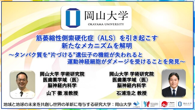 【岡山大学】筋萎縮性側索硬化症（ALS）を引き起こす新たなメカニズムを解明～タンパク質を“片づける”遺伝子の機能が失われると運動神経細胞がダメージを受けることを発見～