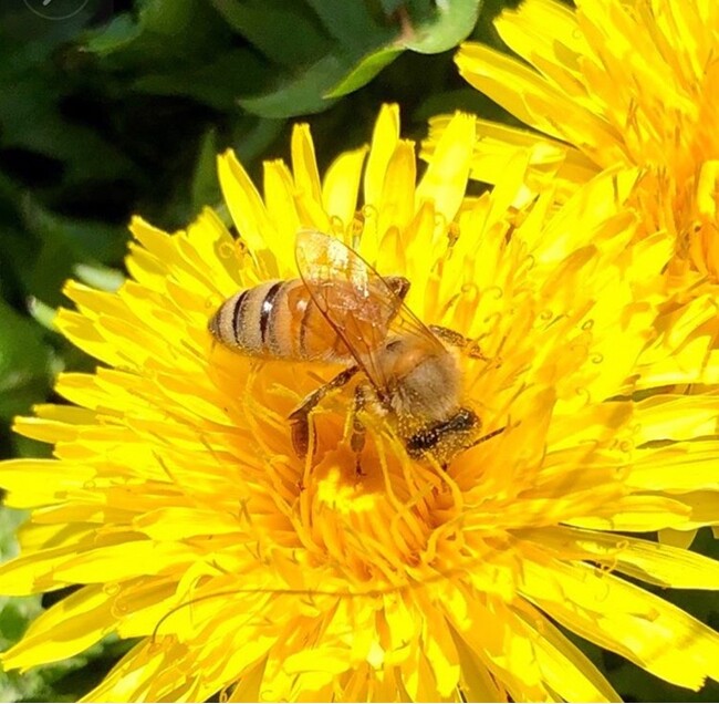 松治郎の舗 8月3日は「はちみつの日」! 花を育て、ミツバチと未来を守ろう