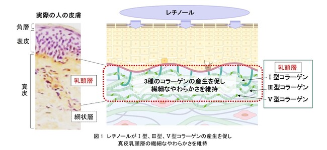 資生堂、レチノールに未来のシワを作らせない新機能を発見　～繊細なやわらかさを備える乳頭層がメカニカルストレスを吸収しシワを予防～