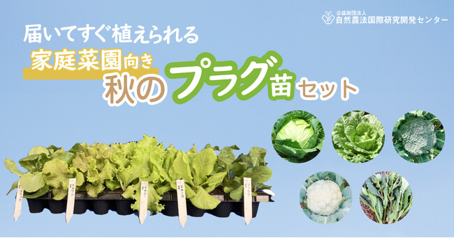 【販売中!!】家庭菜園向き「有機プラグ苗セット」　 秋のサラダ野菜・秋のアブラナ科野菜 （公益財団法人 自然農法センター）