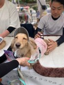 わんこのおきゅう In関西 わんこのおきゅう In関西