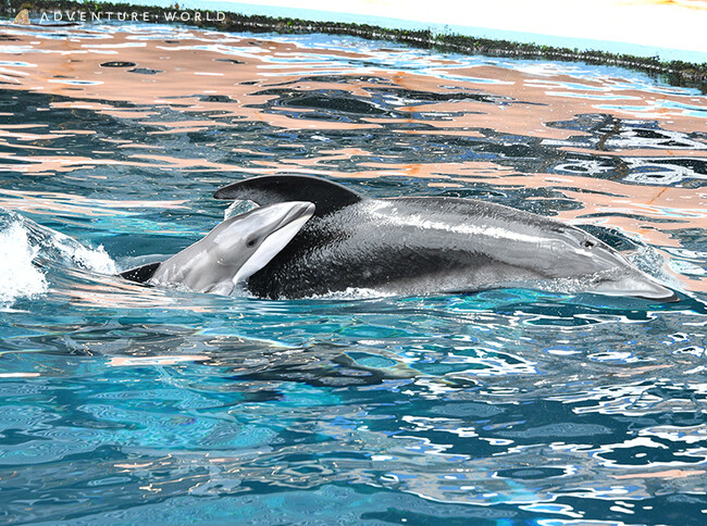 未来へつなぐ、いのちのバトンカマイルカの赤ちゃんが誕生しました！