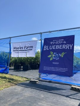 魚沼市 マリーズファームのブルーベリー狩り(1) 魚沼市 マリーズファームのブルーベリー狩り(1)