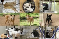 熊本の動物愛護団体「ドッグレスキュー熊本」が保護施設移転に伴う古民家改修に向けクラファン再チャレンジ！CAMPFIREで7月31日まで