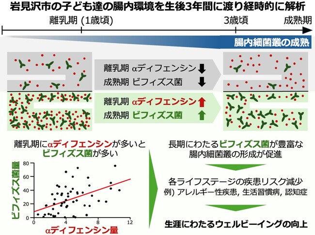 離乳期のαディフェンシンがビフィズス菌の定着を促すことを確認～乳幼児の腸内環境と将来の健康をつなぐ自然免疫の働きを解明～