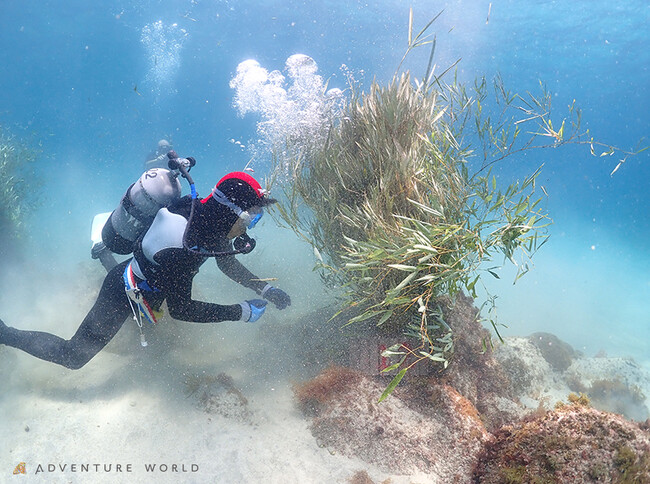 “パンダバンブープロジェクト”パンダが食べ残した竹に今年もアオリイカの産卵を確認！４年連続のいのちの循環パンダの竹を調達してきた岸和田市でも設置をスタート