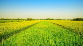 農地 水稲 農地 水稲