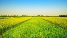 農業ドローンサービスNINJA LINKSSが猛暑対策としてドローンによる追肥散布を開始！