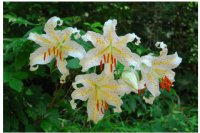 六甲高山植物園 カサブランカのもとになった日本固有種ユリの女王 ヤマユリが見頃です！