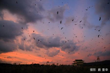 6万羽の『ツバメのねぐら入り』(平城宮跡歴史公園)