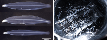 ウナギ仔魚用のオリジナル飼料を産学連携で開発　鶏卵黄を含まない飼料で完全養殖のニホンウナギ稚魚の生産に成功