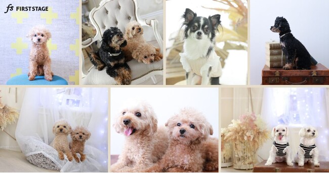 愛犬との一枚が、保護犬の未来につながる。フォトスタジオ ファーストステージ、撮影1件につき500円を寄付する新支援を開始
