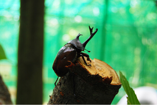 【JRE POINT会員さま限定】君だけのカブトムシをゲットしよう！カブトムシとのふれあいイベント開催！
