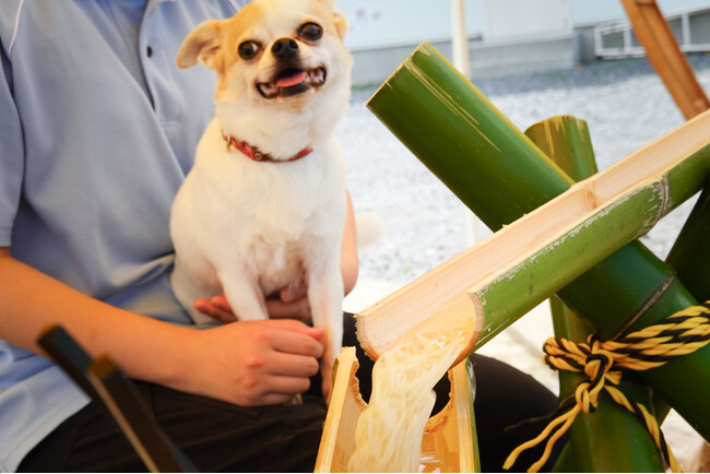 愛犬と一緒に楽しめる、“流しそうめん”企画を開催中！「Ell’s Park 長瀞（エルズパークながとろ）」にて。