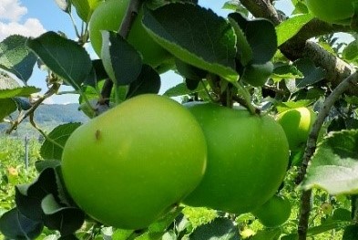 ~栽培品種50種超―飯綱町から、夏のりんごの魅力を発信~